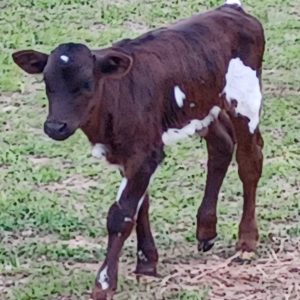 Harley's bull calf