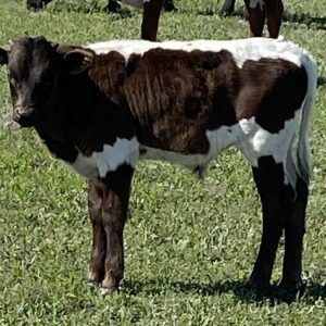 Crystal Heartbreaker's bull calf