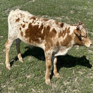Royal Rose's bull calf
